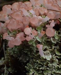 Phyllobaeis imbricata