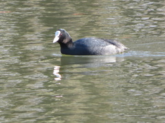 Fulica atra