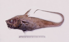 Snubnose Whiptail photo 2