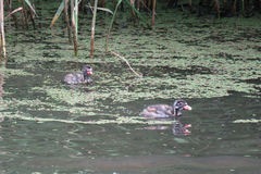 Tachybaptus ruficollis
