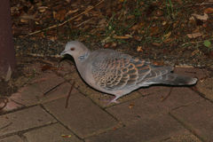 Streptopelia orientalis