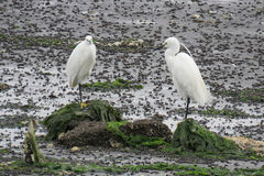 Egretta garzetta