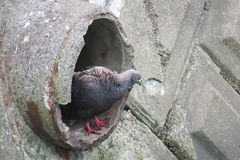 Columba livia domestica