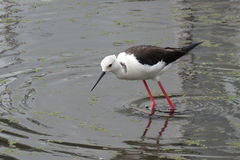 Himantopus himantopus