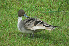 Anas acuta