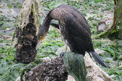 Phalacrocorax carbo