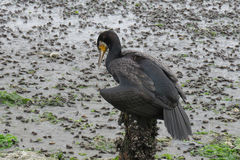 Phalacrocorax carbo