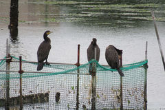 Phalacrocorax carbo