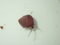 Micrelenchus sanguineus