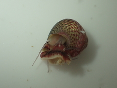 Micrelenchus sanguineus