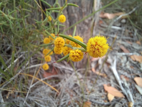 Acacia baxteri