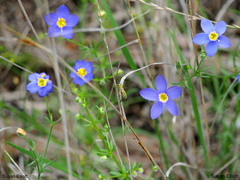 Giliastrum rigidulum