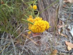 Alatae