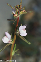 Misopates calycinum