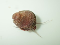 Micrelenchus sanguineus