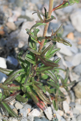 Misopates calycinum