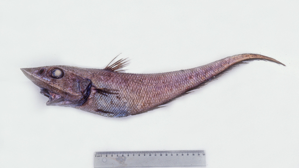 Kermadec Rattail