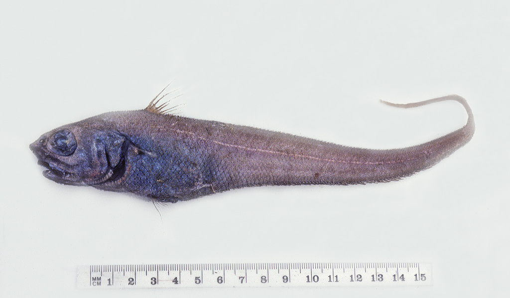 Shaggy Whiptail