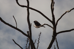 Passer hispaniolensis hispaniolensis