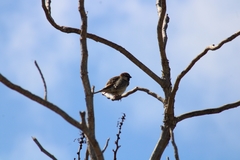 Passer hispaniolensis hispaniolensis