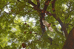 Epomophorus gambianus