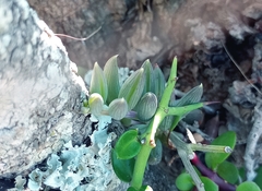 Curio radicans