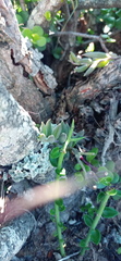 Curio radicans