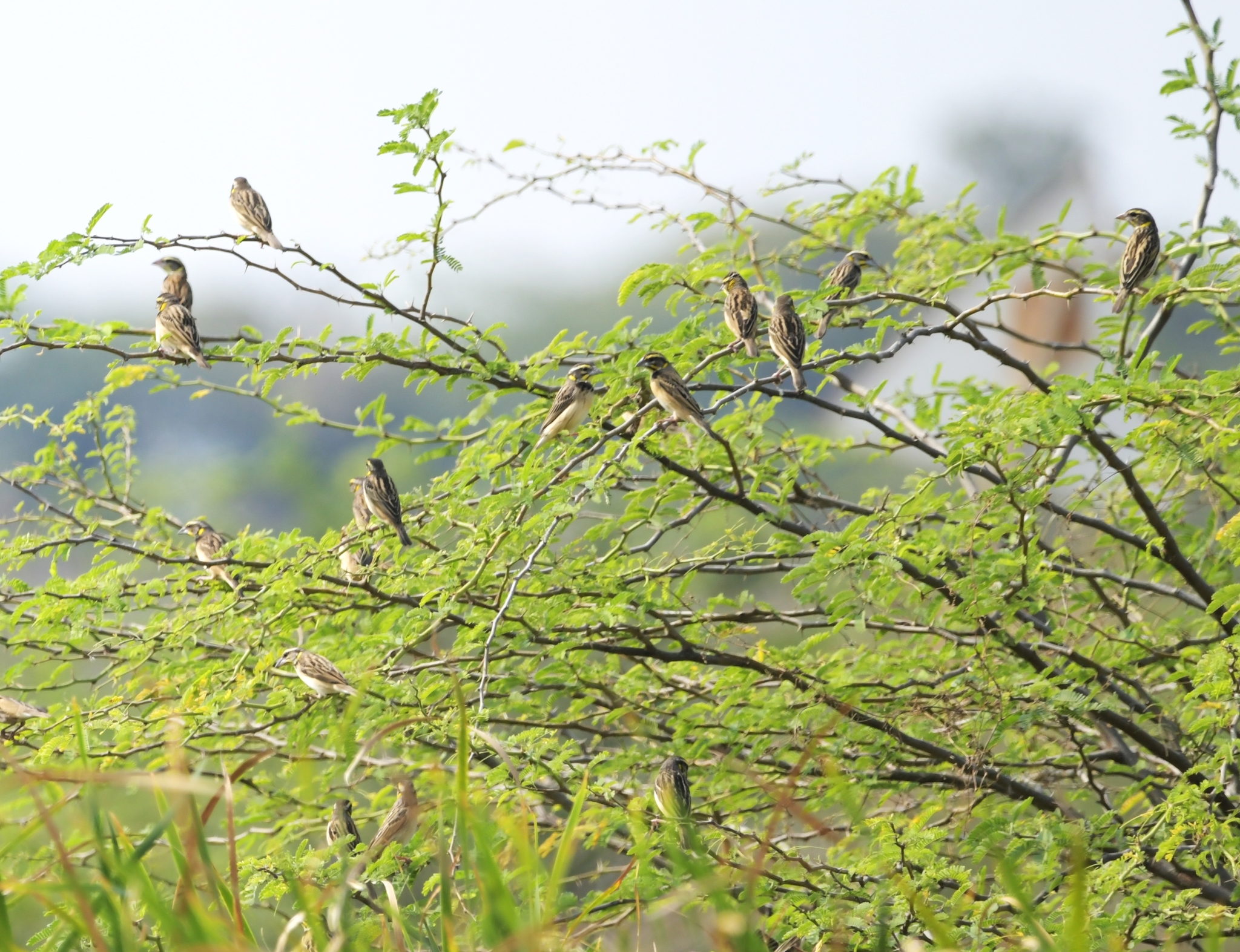 Black-breasted Weaver