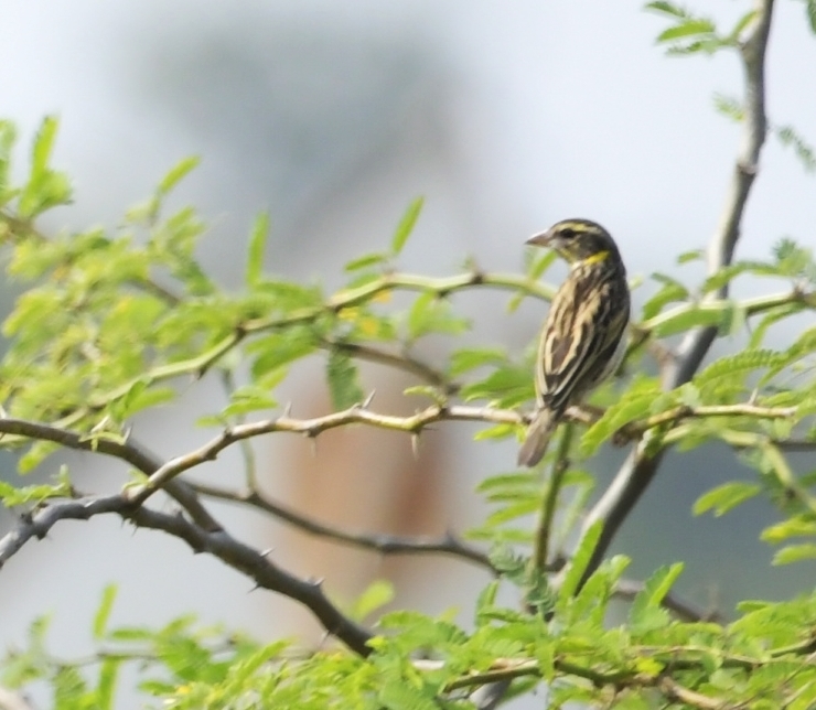 Black-breasted Weaver