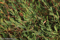 Limoniastrum monopetalum