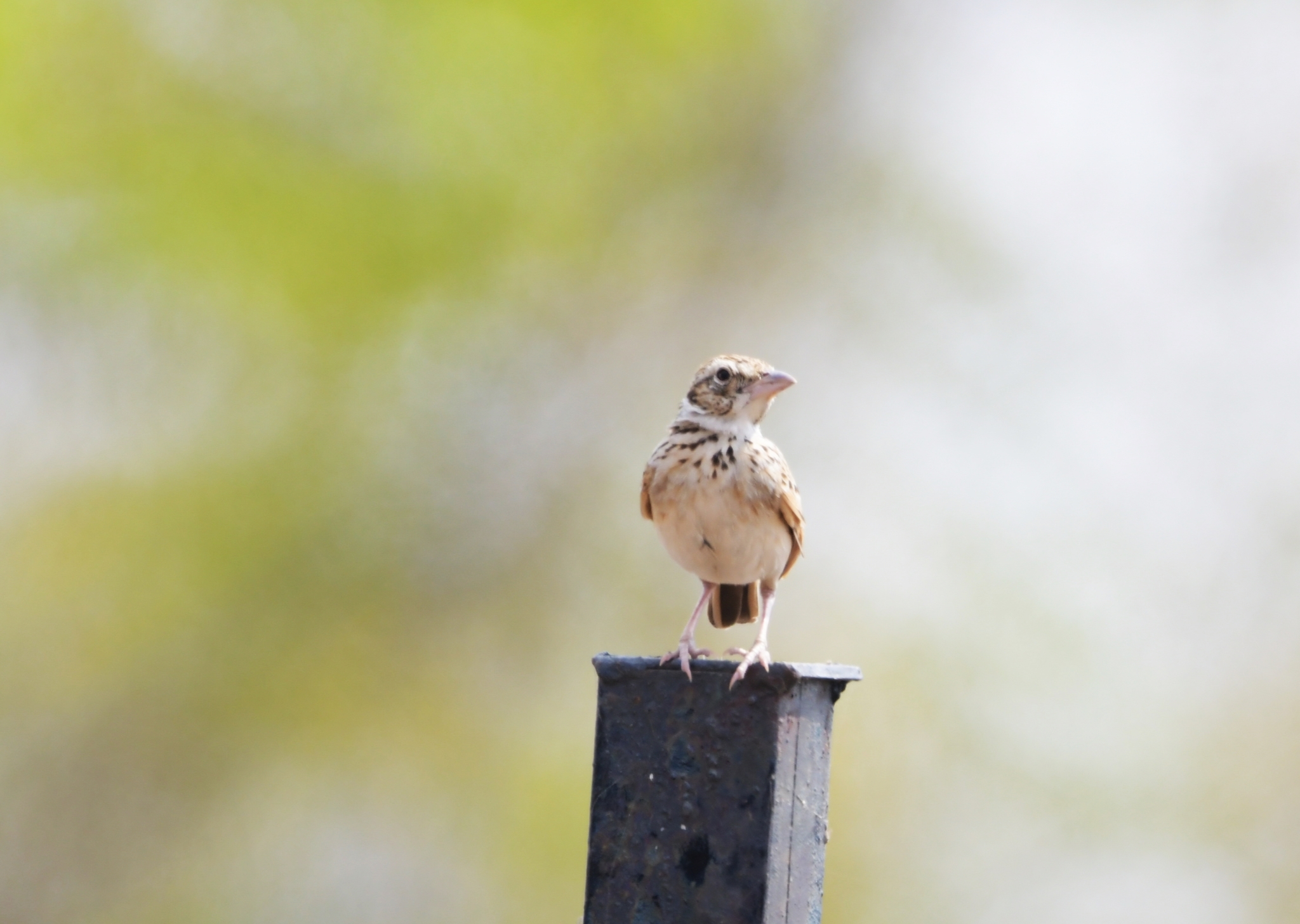 Indian Bushlark (Plocealauda erythroptera)