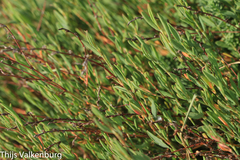 Limoniastrum monopetalum