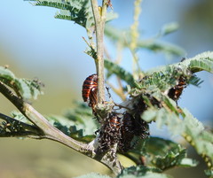 Jalmenus evagoras