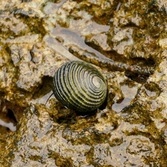 Nerita costata