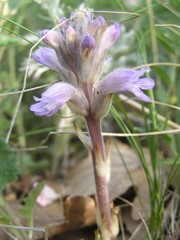 Phelipanche caesia