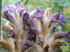 Phelipanche caesia
