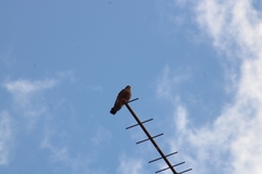 Falco tinnunculus canariensis