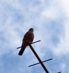 Falco tinnunculus canariensis