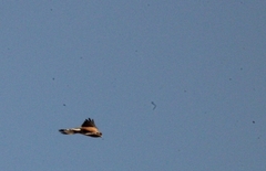 Falco tinnunculus canariensis