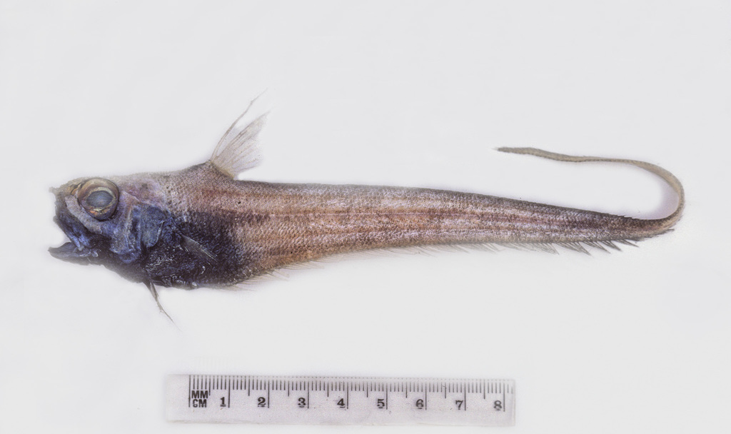 Richard's Whiptail