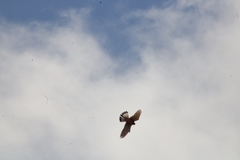 Falco tinnunculus canariensis