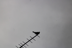 Falco tinnunculus canariensis