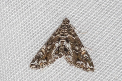 Elophila melagynalis