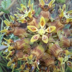 Asclepias macropus
