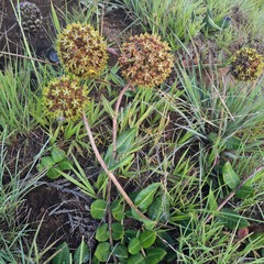 Asclepias macropus
