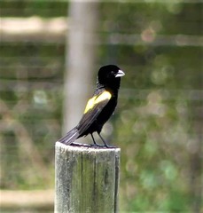 Euplectes capensis crassirostris