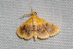 Mabra eryxalis