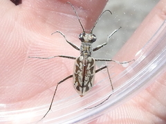 Ellipsoptera hamata