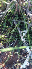 Curio radicans