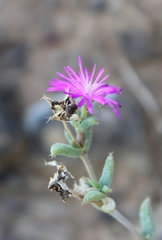 Trichodiadema rogersiae